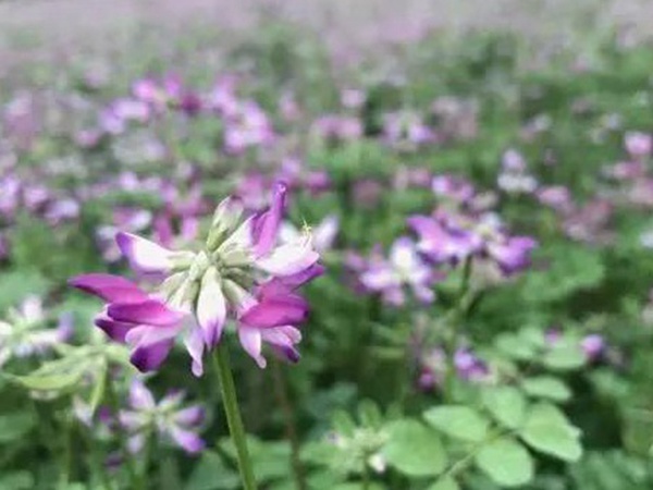 誤入人間的天使——紫衣花海的紫云英