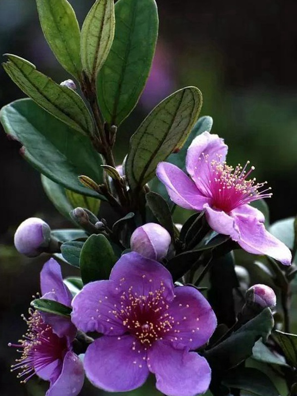 桃金娘的鑒賞與栽培養(yǎng)護(hù) 桃金娘的鑒賞與栽培養(yǎng)護(hù)