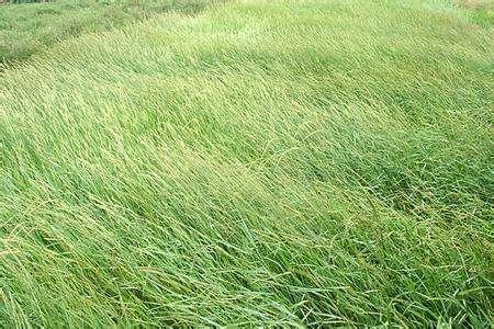 披堿草不僅可以做為一種牧草,還能作為一種防風(fēng)護(hù)沙環(huán)境保護(hù)草 披堿草不僅可以做為一種牧草,還能作為一種防風(fēng)護(hù)沙環(huán)境保護(hù)草