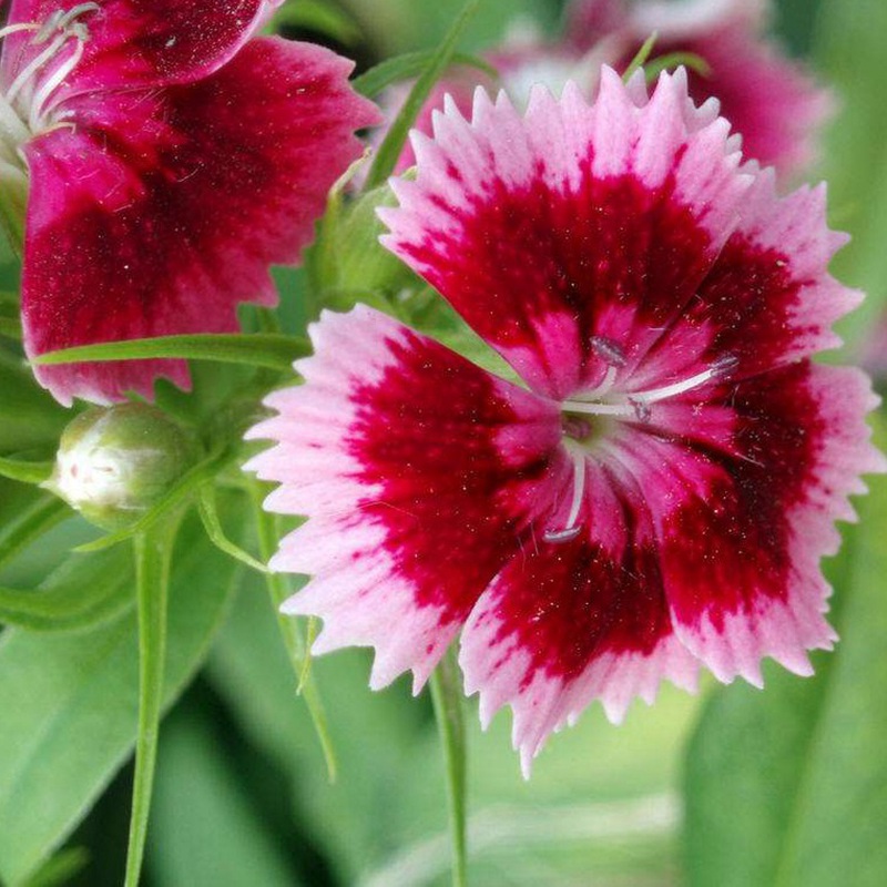 包衣五彩石竹 包衣五彩石竹