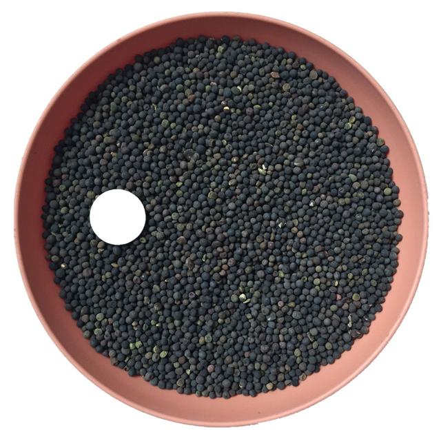 優(yōu)質(zhì)養(yǎng)蜂蜜源植物、牧草光葉紫花苕的種植技術(shù)