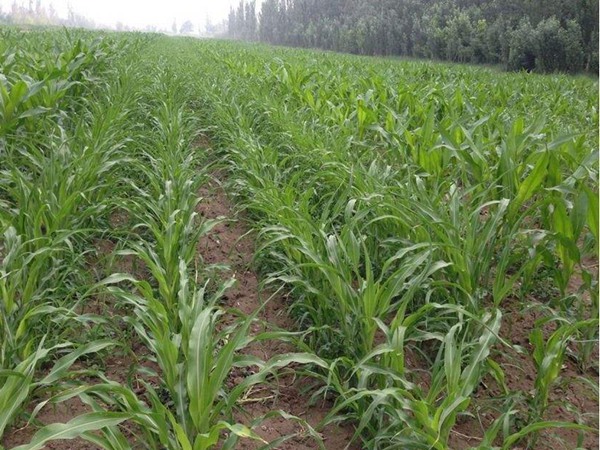 甜高粱飼用甜高粱牧草種子——得勝（Bigkahuna）