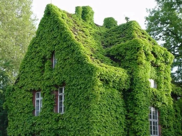 爬山虎如何種，爬山虎種植方法有哪些？