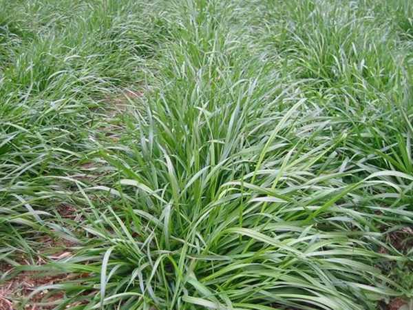 種植牧草需要注意的地方有很多，需要注意什么？