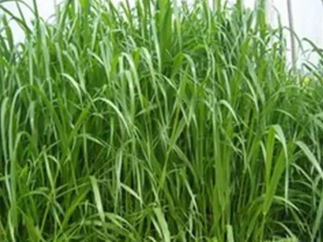 牧草種子——湖南稷子特性以及栽培技術(shù) 牧草種子——湖南稷子特性以及栽培技術(shù)