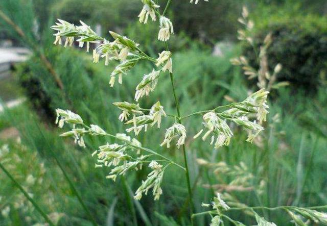 一次種植，多次收益的優質牧草——多年生黑麥草