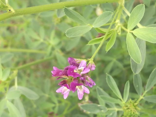 溫帶優(yōu)質(zhì)牧草——紫花苜蓿 溫帶優(yōu)質(zhì)牧草——紫花苜蓿