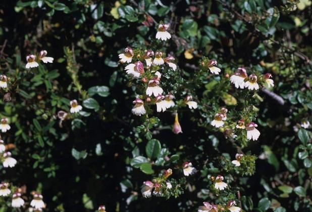要想小米草種的好，要學會種植的技巧與方法
