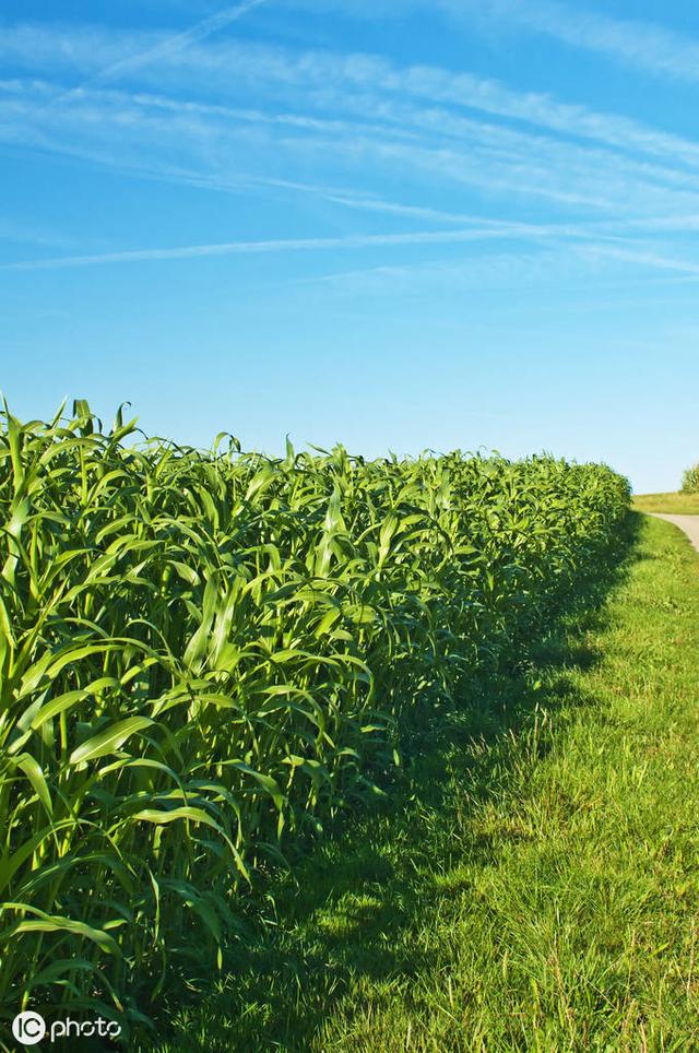 牛羊愛吃的蘇丹草，獲得高產量牧草需要這樣種植