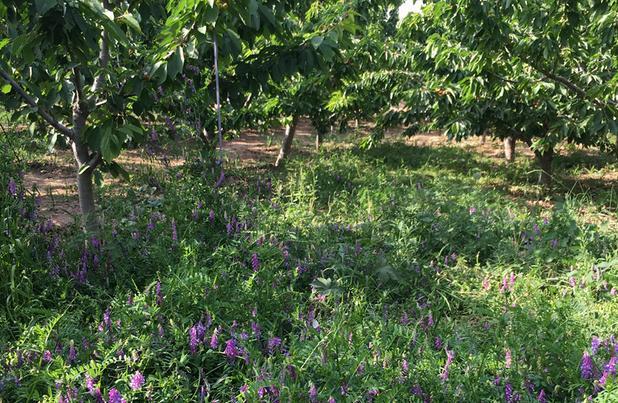 光葉紫花苕的植物學(xué)特征及生物學(xué)特性經(jīng)濟(jì)價(jià)值 光葉紫花苕的植物學(xué)特征及生物學(xué)特性經(jīng)濟(jì)價(jià)值