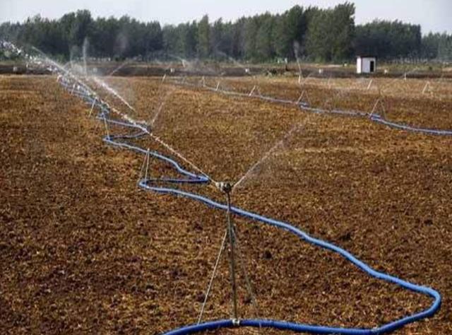 野牛草種植技術以及養護管理方法有哪些