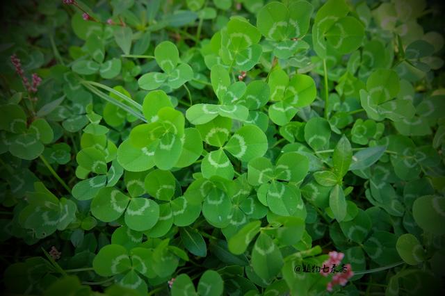 白三葉草,不但栽培,觀賞期長,管理方法簡單而且花繁葉茂 白三葉草,不但栽培,觀賞期長,管理方法簡單而且花繁葉茂