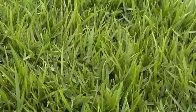 花園草坪的種植方法與養(yǎng)護管理經驗 花園草坪的種植方法與養(yǎng)護管理經驗