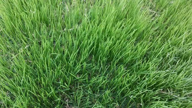 一年生黑麥草種植技術與播種方法