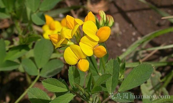 百脈根的養(yǎng)殖方法和播種市注意事項(xiàng) 百脈根的養(yǎng)殖方法和播種市注意事項(xiàng)