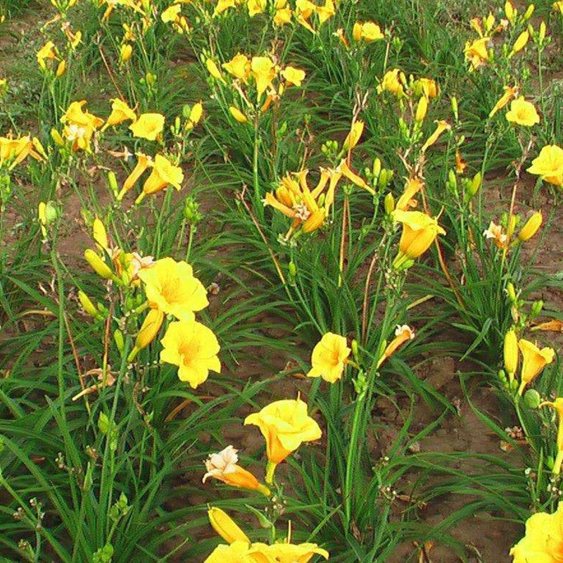 大花萱草 大花萱草