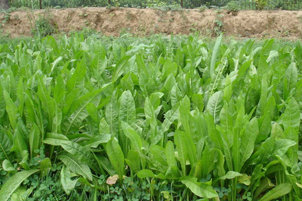 養(yǎng)豬用什么牧草種植比較好? 養(yǎng)豬用什么牧草種植比較好?