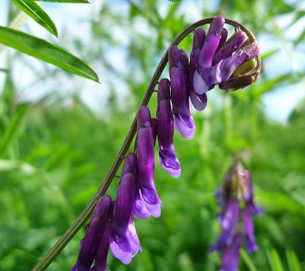 光葉紫花苕的植物學(xué)特征及生物學(xué)特性經(jīng)濟(jì)價(jià)值 光葉紫花苕的植物學(xué)特征及生物學(xué)特性經(jīng)濟(jì)價(jià)值