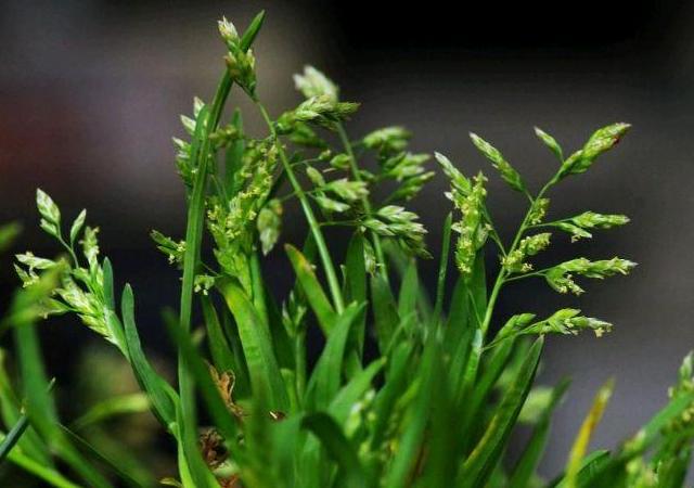 優(yōu)質(zhì)草坪草早熟禾的技術(shù)特點(diǎn)，種植養(yǎng)護(hù)有幾個(gè)要點(diǎn)