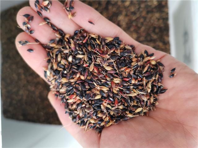 暖季型牧草，蘇丹草種植簡單介紹