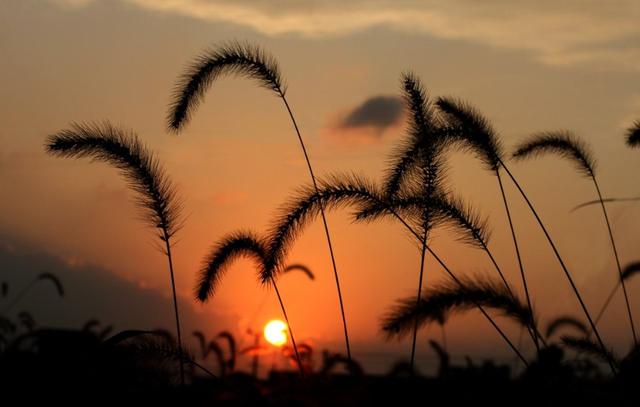 狗尾巴草用途居然還有這么多的