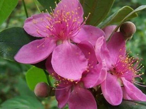 桃金娘的養殖方法和注意事項,有什么需要注意的 桃金娘的養殖方法和注意事項,有什么需要注意的