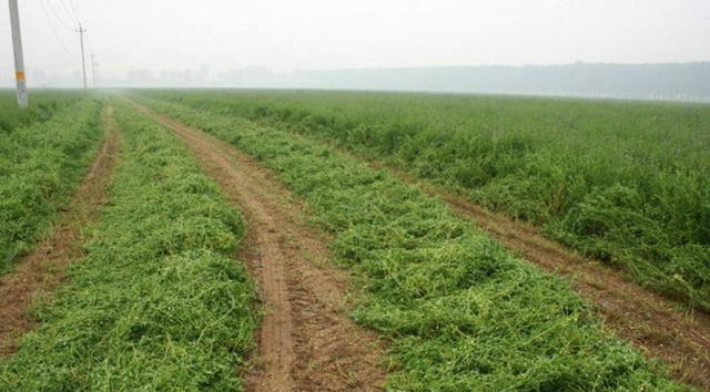 牧草之王—紫花苜蓿高產培育技術