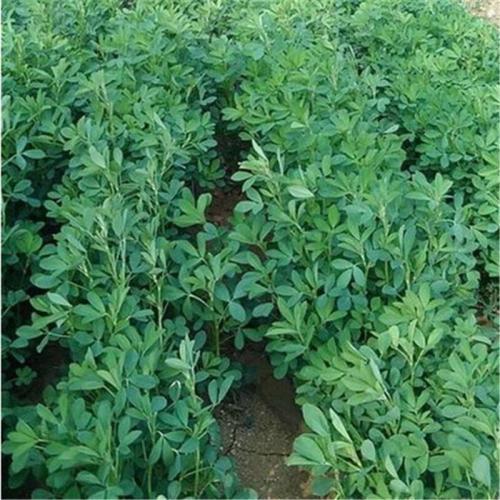 紫花苜蓿的市場批發價格以及播種方法 紫花苜蓿的市場批發價格以及播種方法