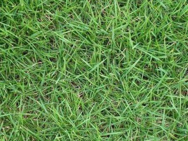 哪個公司有賣百慕大種子？種植后幾天可以發芽？