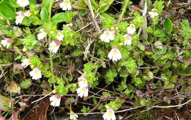 要想小米草種的好，要學會種植的技巧與方法