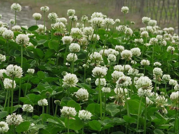 優質牧草白三葉草種——栽培技術 優質牧草白三葉草種——栽培技術