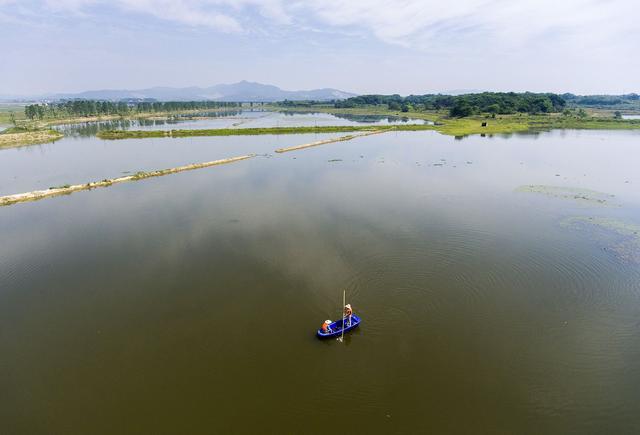 為何小米草成為龍蝦養殖新選擇
