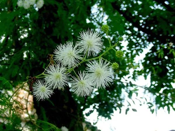 賞花——【銀合歡】主要價值 賞花——【銀合歡】主要價值