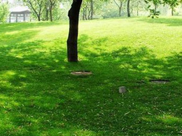 堿茅草種子多久能發(fā)芽，播種方法是什么？