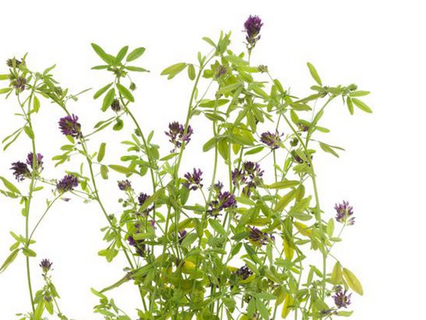 養(yǎng)羊如何選擇牧草？有什么需要注意的？