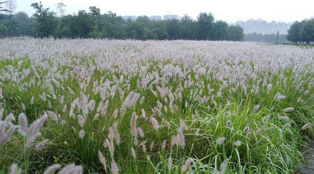 狼尾草的多種用途有哪些與種植方式 狼尾草的多種用途有哪些與種植方式