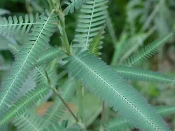 田菁的栽培技術(shù)以及管理方法 田菁的栽培技術(shù)以及管理方法