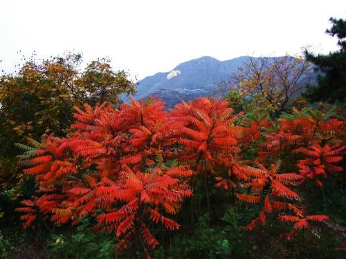 生命力頑強的鹽膚木，鹽膚木基本價值與種植技術介紹
