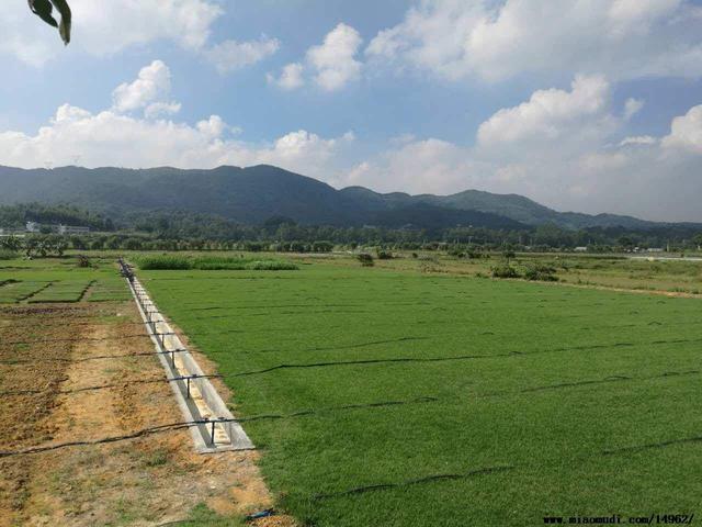 優質草坪草——結縷草經濟價值與播種技術 優質草坪草——結縷草經濟價值與播種技術