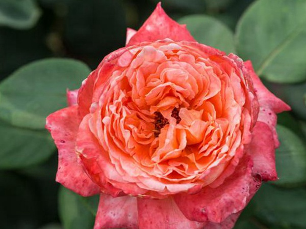 串葉松香飼用價值及方法以及播種技術 串葉松香飼用價值及方法以及播種技術