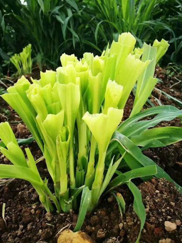 種植墨西哥玉米有這幾個要點，掌握好這幾個要點獲得高產量