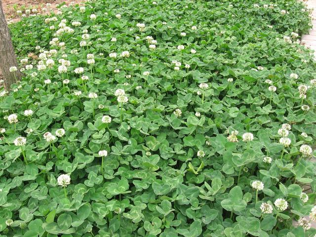 種植白三葉草種之前需要幾個步驟，什么時候種植比較好