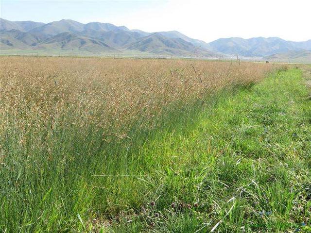 種植披堿草產量高必須掌握了這兩個方法 種植披堿草產量高必須掌握了這兩個方法