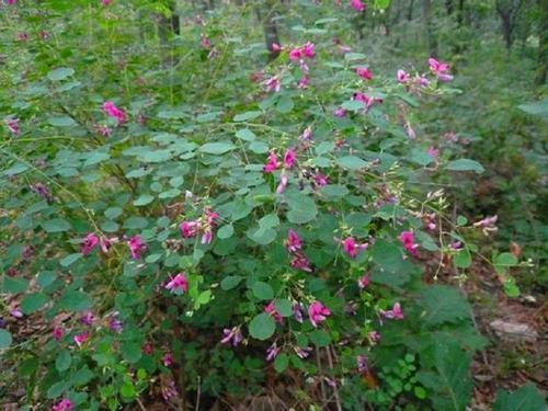 胡枝子的種植技術介紹，什么時候播種最佳？