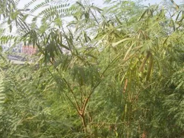 山毛豆繁殖方法以及習(xí)性特點(diǎn)