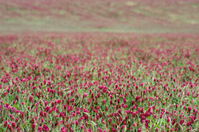 紅三葉種植技術介紹，多樣用處的三葉草