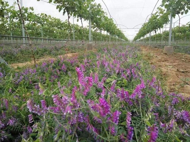 毛苕子的種植技術介紹以及播種時間