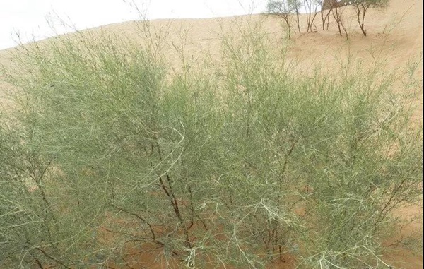 花棒主要價(jià)值，適合什么樣的環(huán)境下生長(zhǎng)