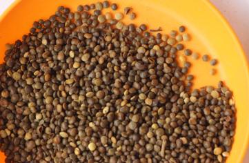 生命力頑強的鹽膚木，鹽膚木基本價值與種植技術介紹