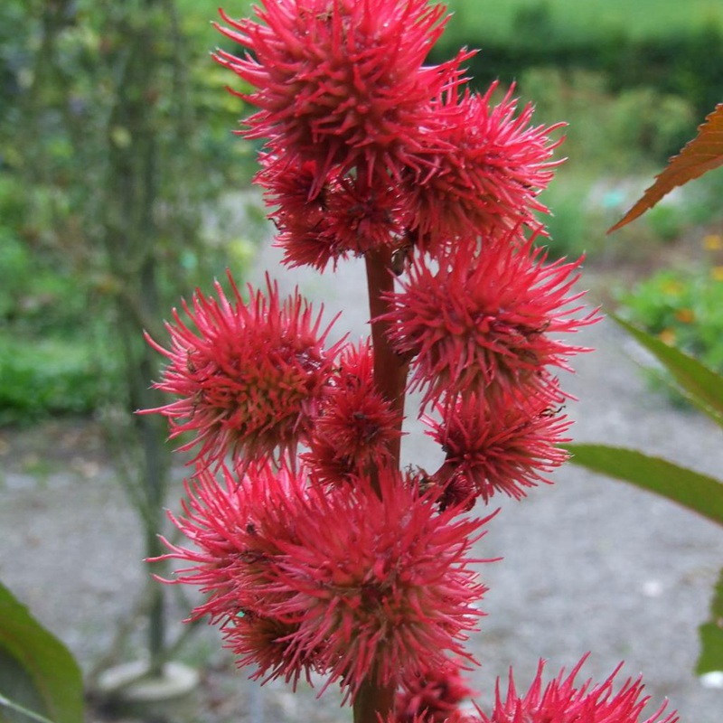 紅色蓖麻 紅色蓖麻